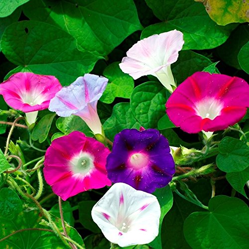 LIVE GREEN Morning Glory Flower F1 Hybrid Seeds Small Pack (LG